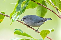 Jamaican Euphonia